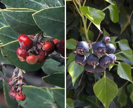 Manzanita and English Ivy Berry Comparison